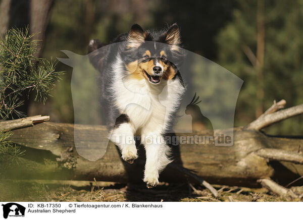 Australian Shepherd / Australian Shepherd / KB-17350