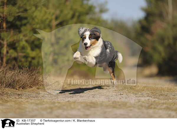 Australian Shepherd / Australian Shepherd / KB-17357