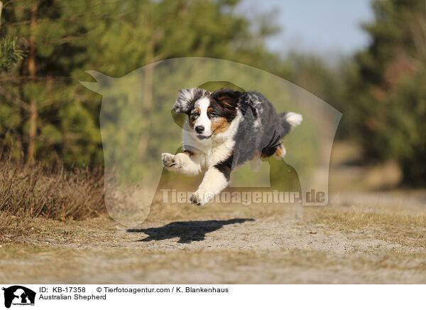 Australian Shepherd / Australian Shepherd / KB-17358