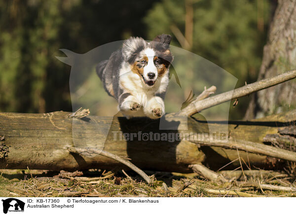Australian Shepherd / Australian Shepherd / KB-17360