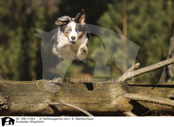 Australian Shepherd / Australian Shepherd / KB-17363