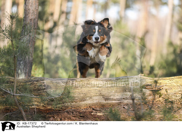Australian Shepherd / Australian Shepherd / KB-17372
