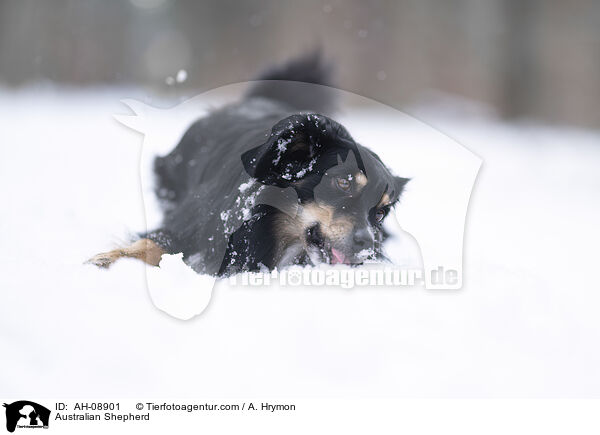 Australian Shepherd / Australian Shepherd / AH-08901