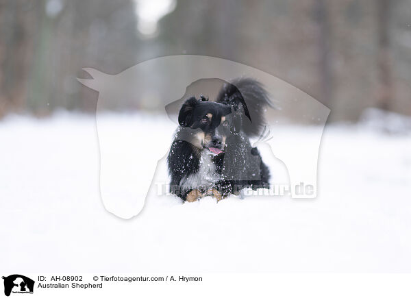 Australian Shepherd / Australian Shepherd / AH-08902