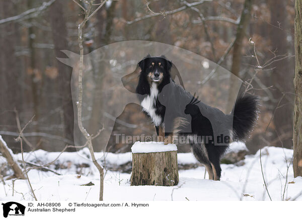 Australian Shepherd / Australian Shepherd / AH-08906