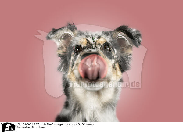 Australian Shepherd / Australian Shepherd / SAB-01237