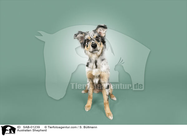 Australian Shepherd / Australian Shepherd / SAB-01239