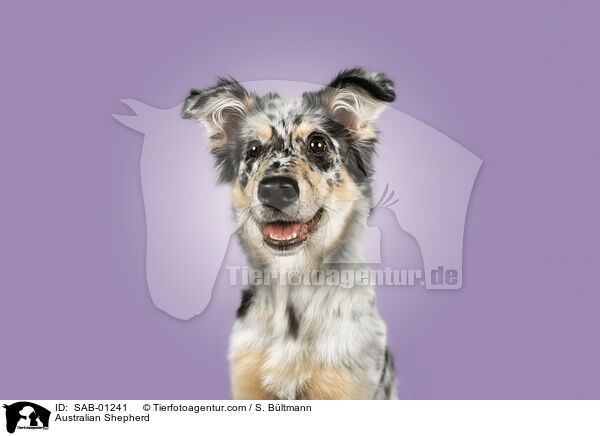 Australian Shepherd / Australian Shepherd / SAB-01241