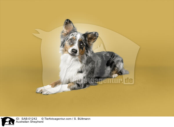 Australian Shepherd / Australian Shepherd / SAB-01242