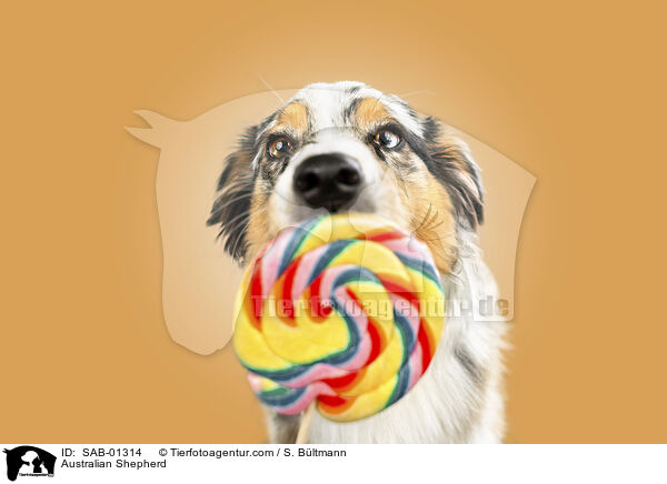 Australian Shepherd / Australian Shepherd / SAB-01314