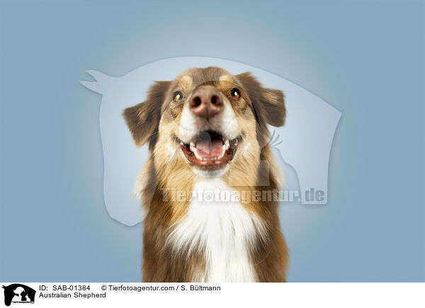 Australian Shepherd / Australian Shepherd / SAB-01384