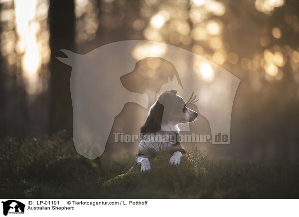 Australian Shepherd / Australian Shepherd / LP-01191