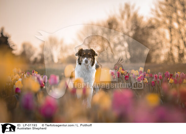 Australian Shepherd / Australian Shepherd / LP-01193