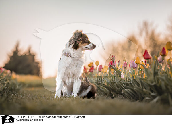 Australian Shepherd / Australian Shepherd / LP-01194