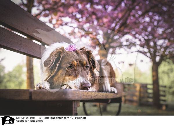 Australian Shepherd / Australian Shepherd / LP-01198