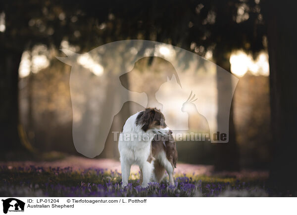 Australian Shepherd / Australian Shepherd / LP-01204