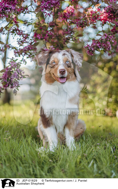Australian Shepherd / Australian Shepherd / JEP-01829