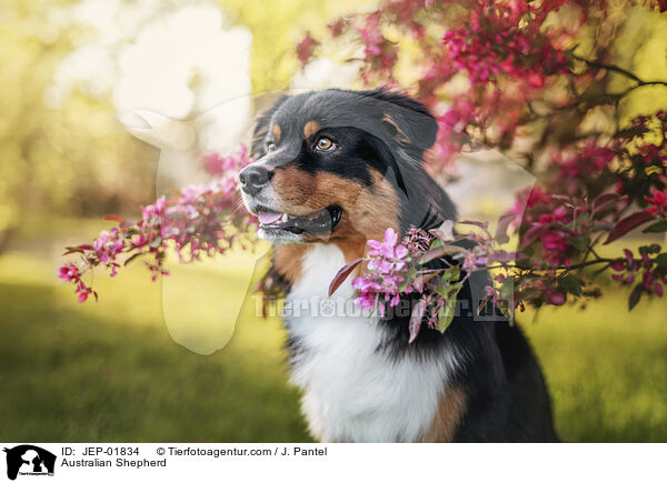 Australian Shepherd / Australian Shepherd / JEP-01834