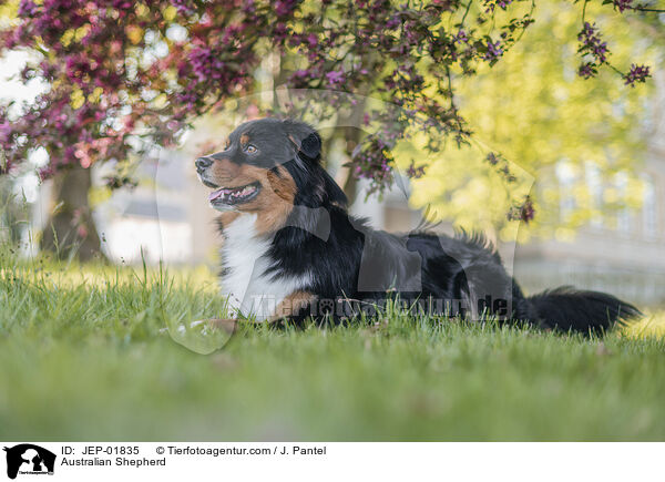 Australian Shepherd / Australian Shepherd / JEP-01835