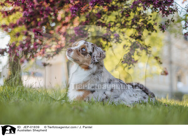 Australian Shepherd / Australian Shepherd / JEP-01839