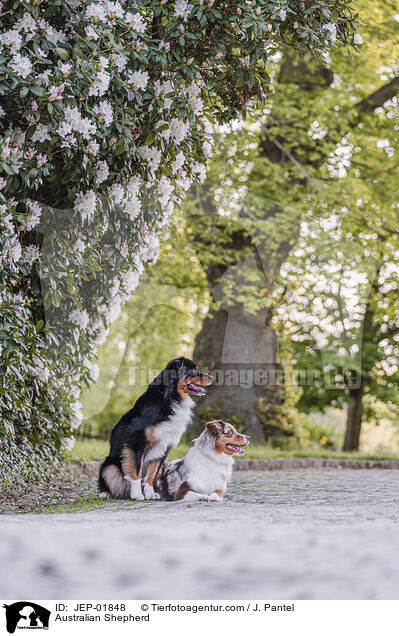 Australian Shepherd / Australian Shepherd / JEP-01848