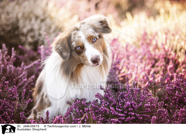 Australian Shepherd / Australian Shepherd / JAM-06615