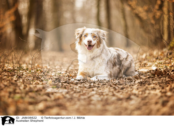 Australian Shepherd / Australian Shepherd / JAM-06622