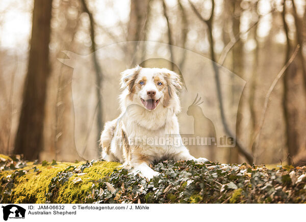 Australian Shepherd / Australian Shepherd / JAM-06632