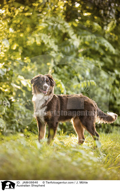 Australian Shepherd / Australian Shepherd / JAM-06646