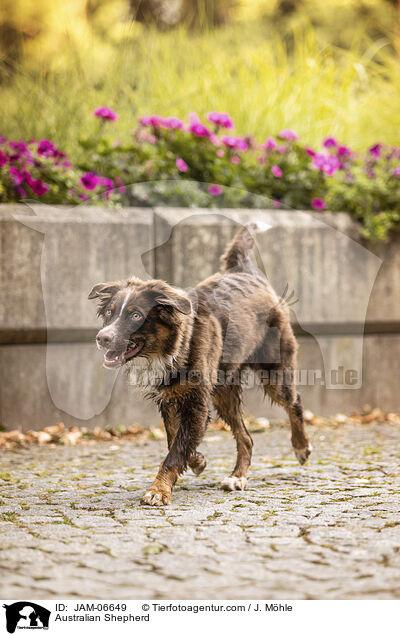 Australian Shepherd / Australian Shepherd / JAM-06649