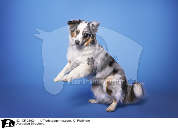 Australian Shepherd / Australian Shepherd / CF-02924