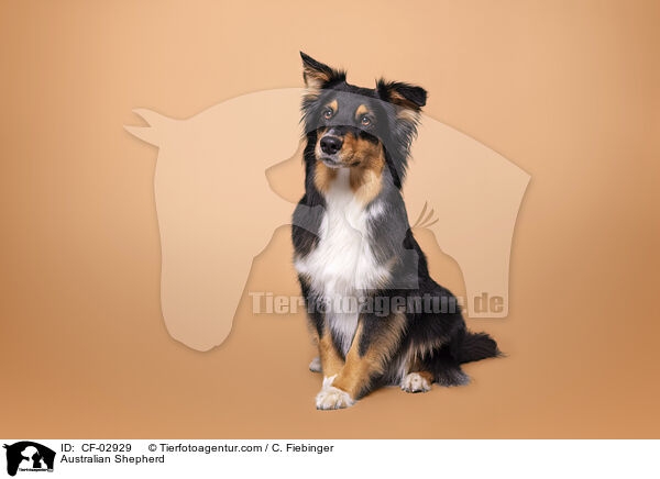 Australian Shepherd / Australian Shepherd / CF-02929