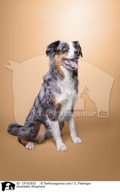 Australian Shepherd / Australian Shepherd / CF-02933