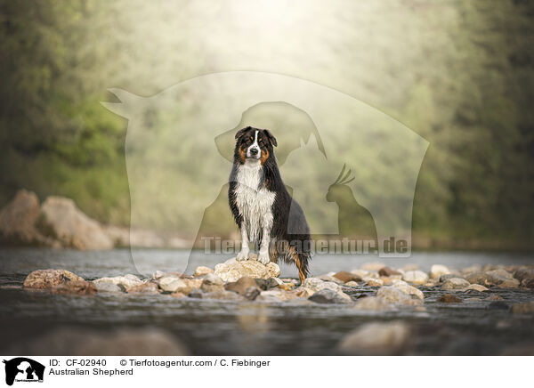 Australian Shepherd / Australian Shepherd / CF-02940