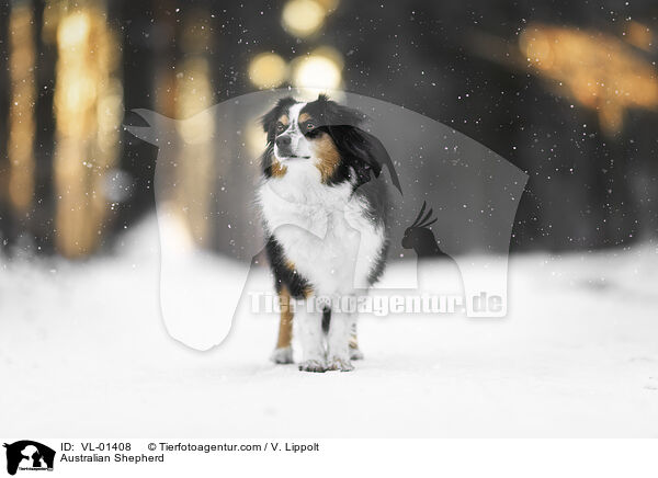 Australian Shepherd / Australian Shepherd / VL-01408