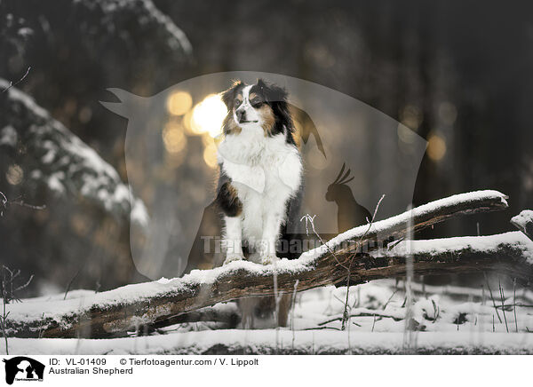 Australian Shepherd / Australian Shepherd / VL-01409