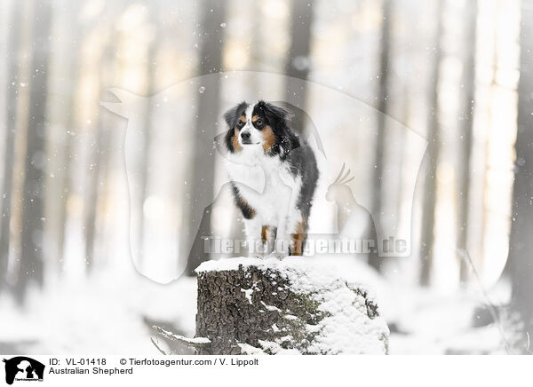 Australian Shepherd / Australian Shepherd / VL-01418