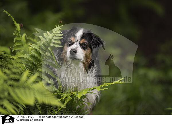 Australian Shepherd / Australian Shepherd / VL-01422