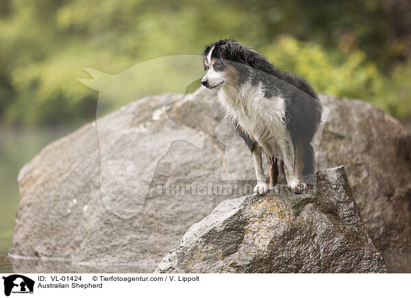 Australian Shepherd / Australian Shepherd / VL-01424