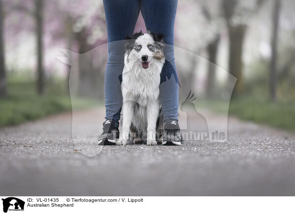 Australian Shepherd / Australian Shepherd / VL-01435
