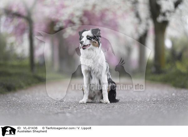 Australian Shepherd / Australian Shepherd / VL-01436