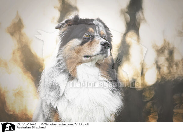 Australian Shepherd / Australian Shepherd / VL-01443