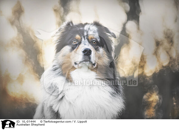 Australian Shepherd / Australian Shepherd / VL-01444