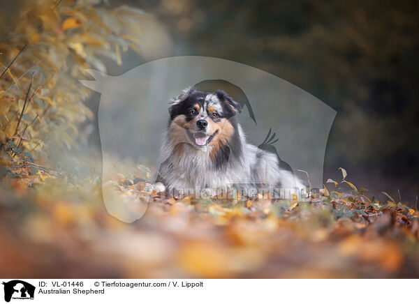 Australian Shepherd / Australian Shepherd / VL-01446