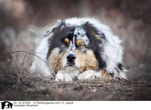 Australian Shepherd / Australian Shepherd / VL-01455