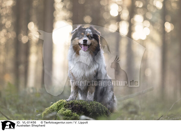 Australian Shepherd / Australian Shepherd / VL-01456
