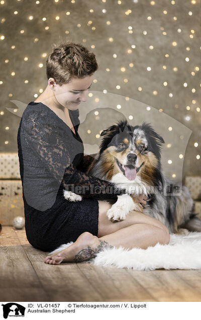 Australian Shepherd / Australian Shepherd / VL-01457
