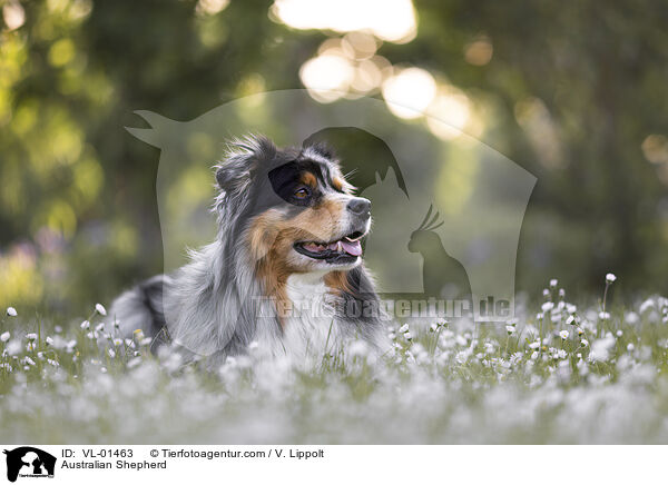 Australian Shepherd / Australian Shepherd / VL-01463