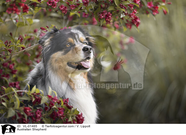 Australian Shepherd / Australian Shepherd / VL-01465
