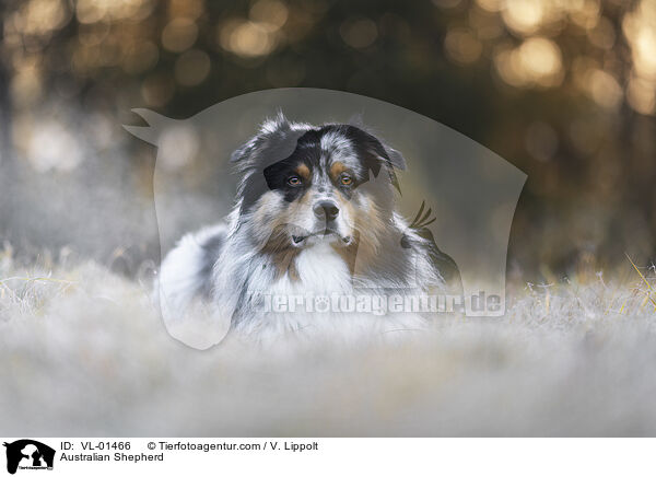 Australian Shepherd / Australian Shepherd / VL-01466